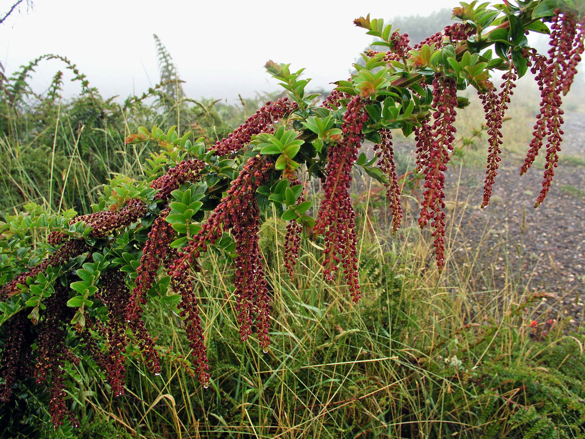 Kožařka (Coriaria ruscifolia L.)