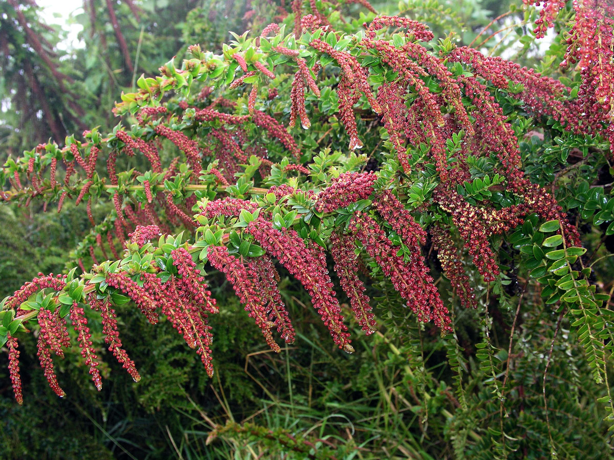 Kožařka (Coriaria ruscifolia L.)