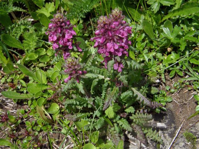 Všivec přeslenitý (Pedicularis verticillata L.)