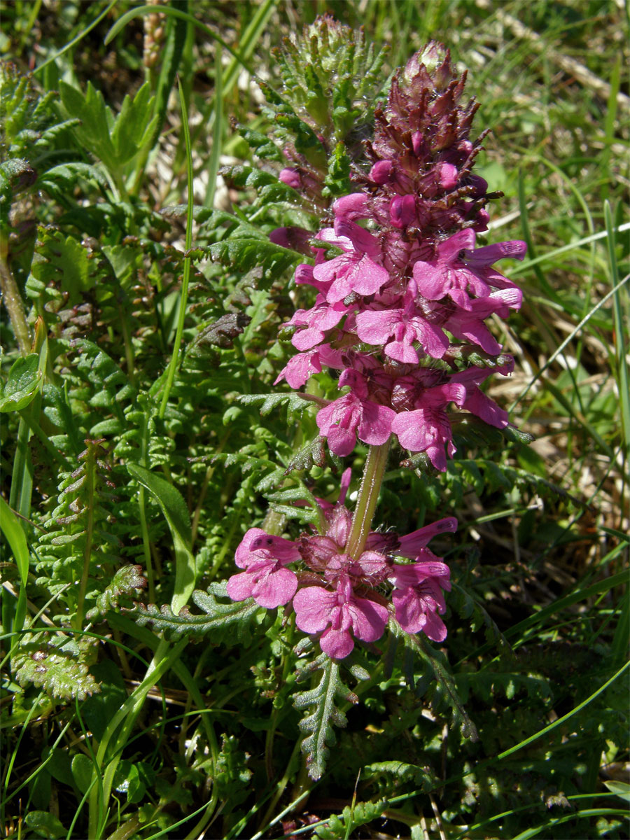 Všivec přeslenitý (Pedicularis verticillata L.)