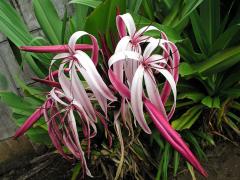 Křín (Crinum asiaticum L.)