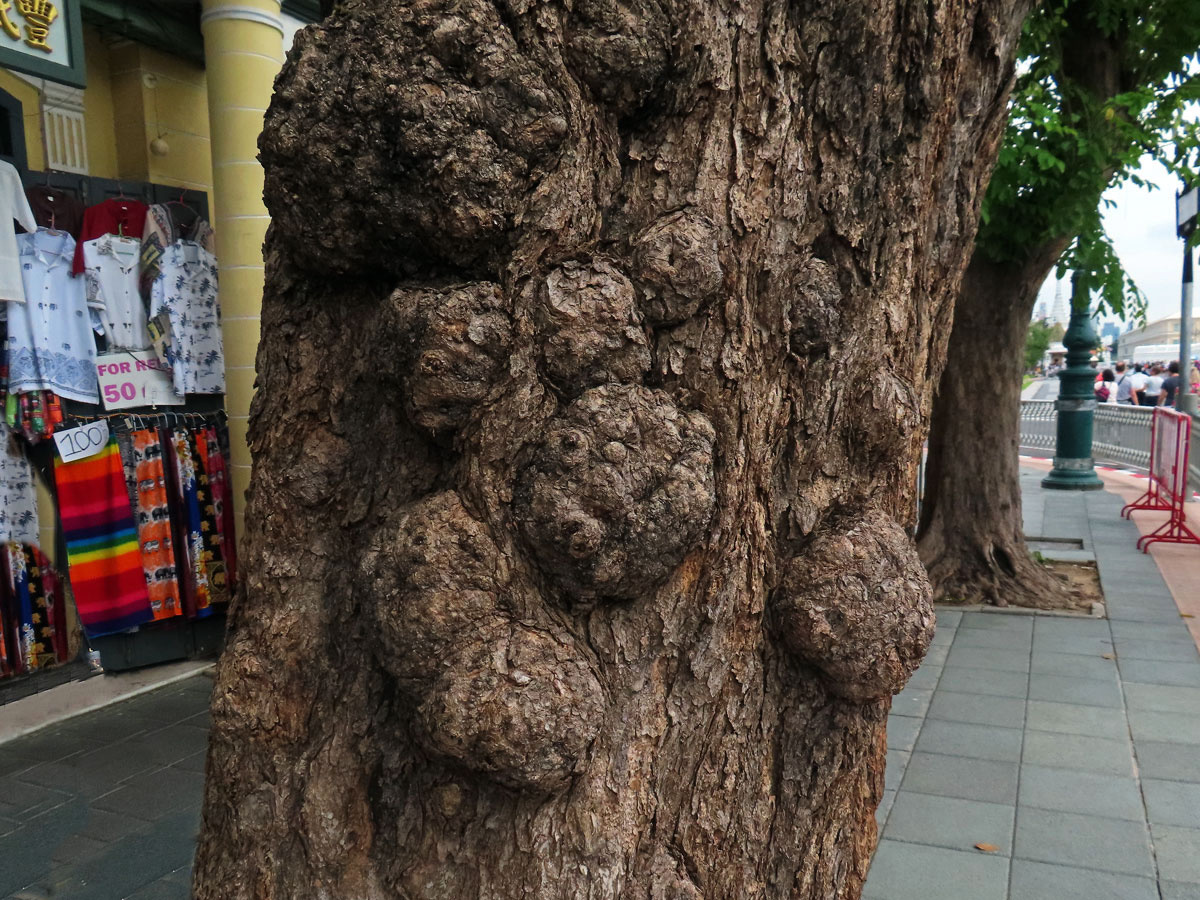 Křídlok indický (Pterocarpus indicus Willd.) s nádory na kmeni (4c)