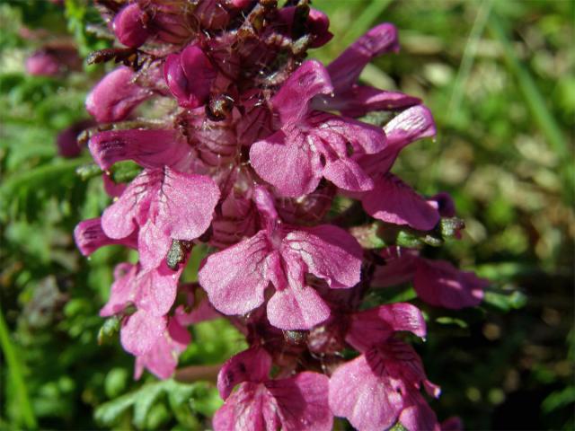 Všivec přeslenitý (Pedicularis verticillata L.)