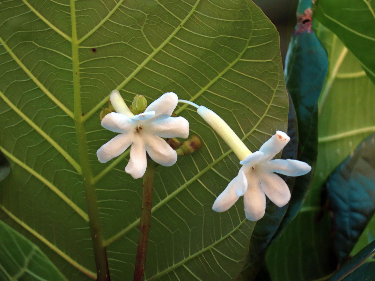 Guettarda speciosa L.