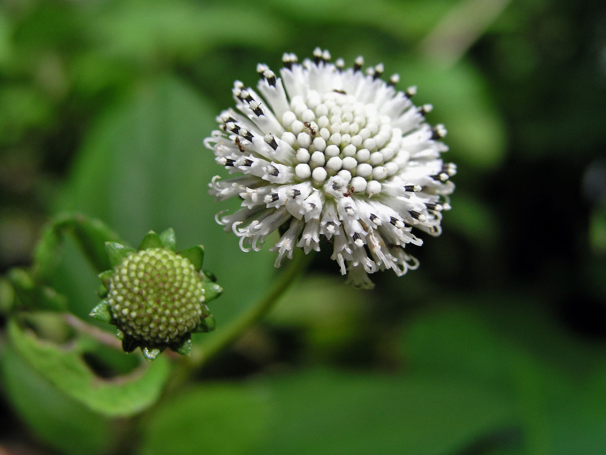 Melanthera nivea (L.) Small