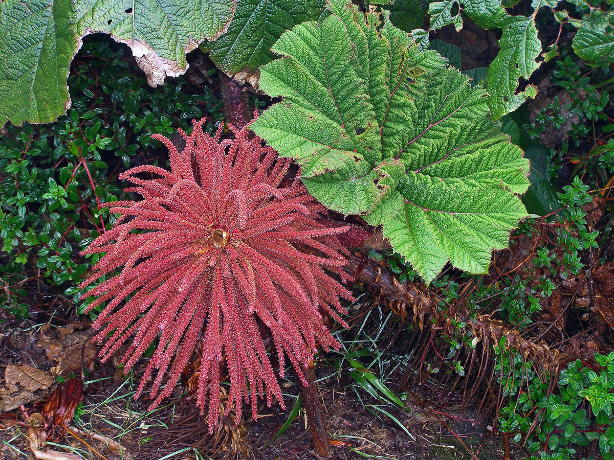 Gunnera insignis (Oerst.) Oerst.