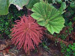 Gunnera insignis (Oerst.) Oerst.