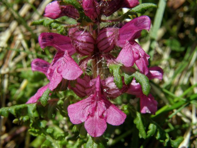 Všivec přeslenitý (Pedicularis verticillata L.)