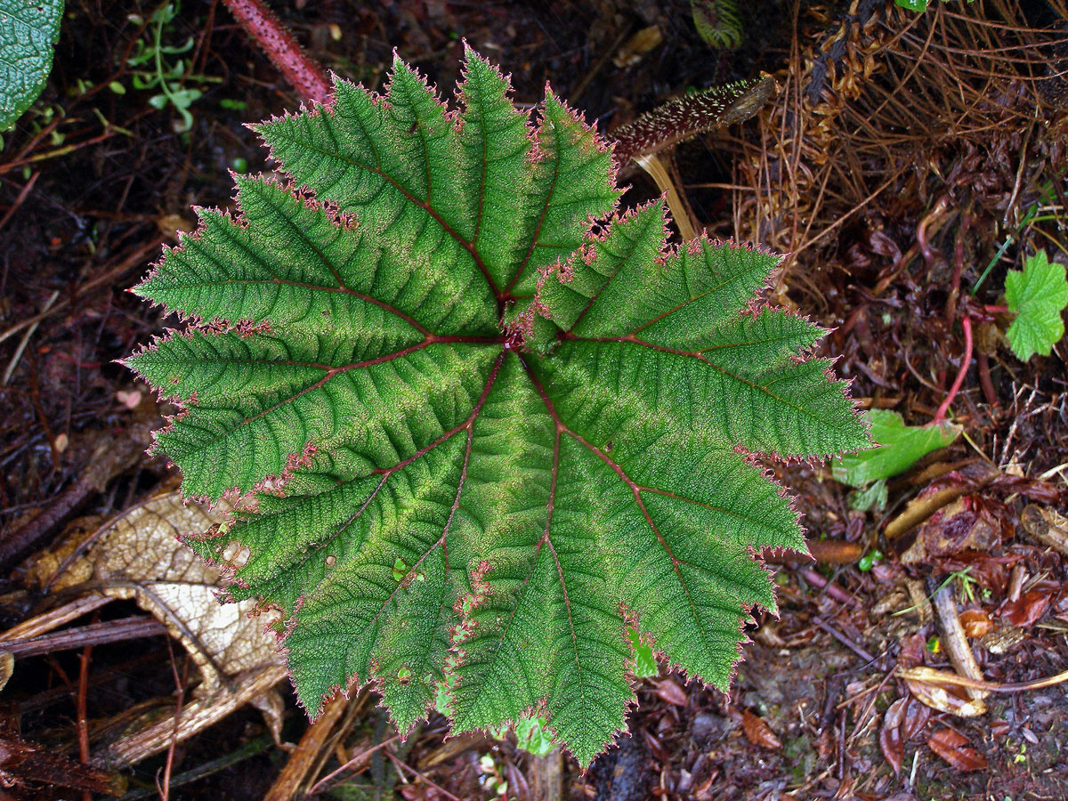 Gunnera insignis (Oerst.) Oerst.