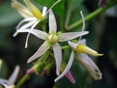 Lilek (Solanum lanceifolium Jacq.) 