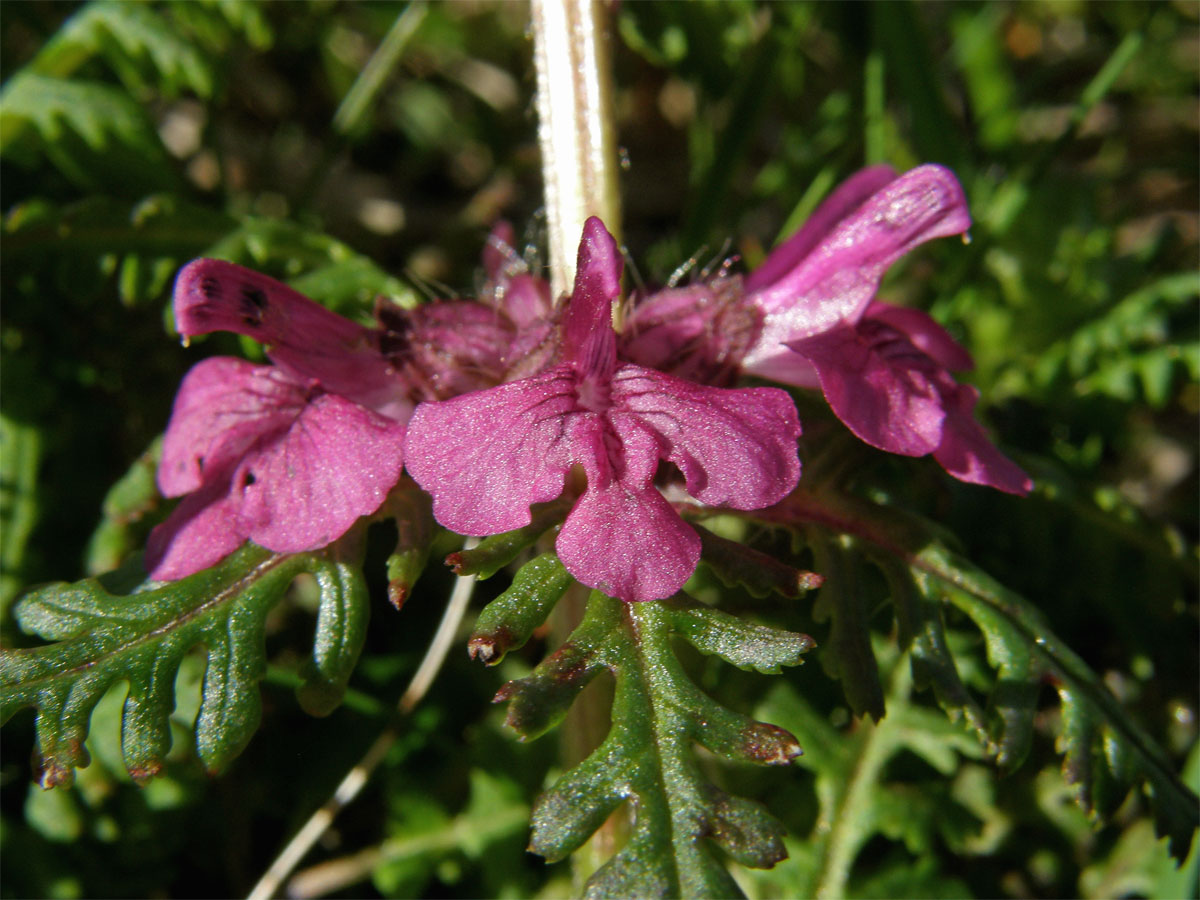 Všivec přeslenitý (Pedicularis verticillata L.)