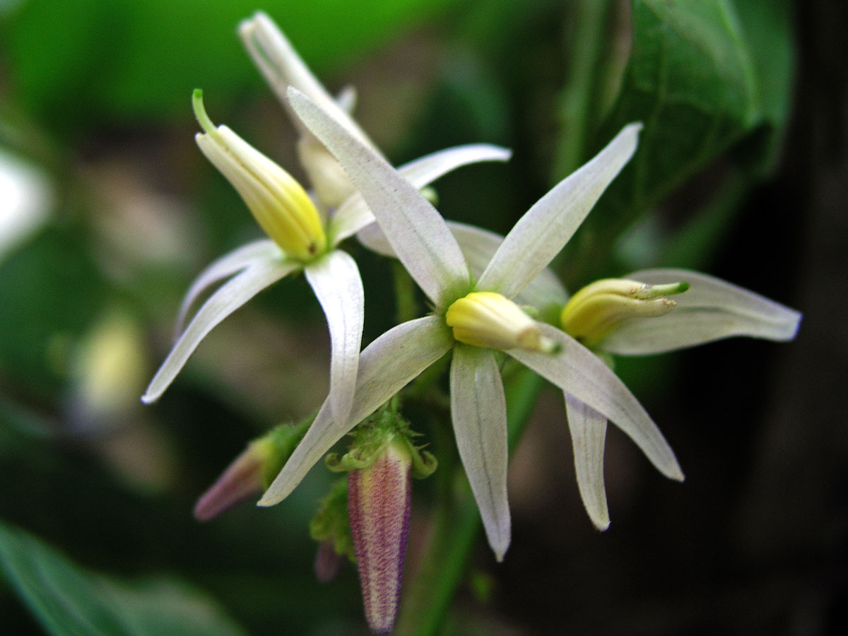 Lilek (Solanum lanceifolium Jacq.)