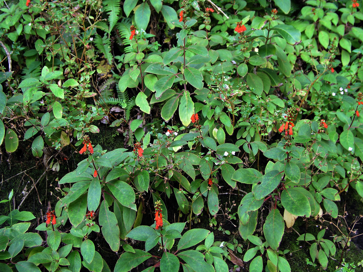 Kohleria hirsuta (Kunth) Regel