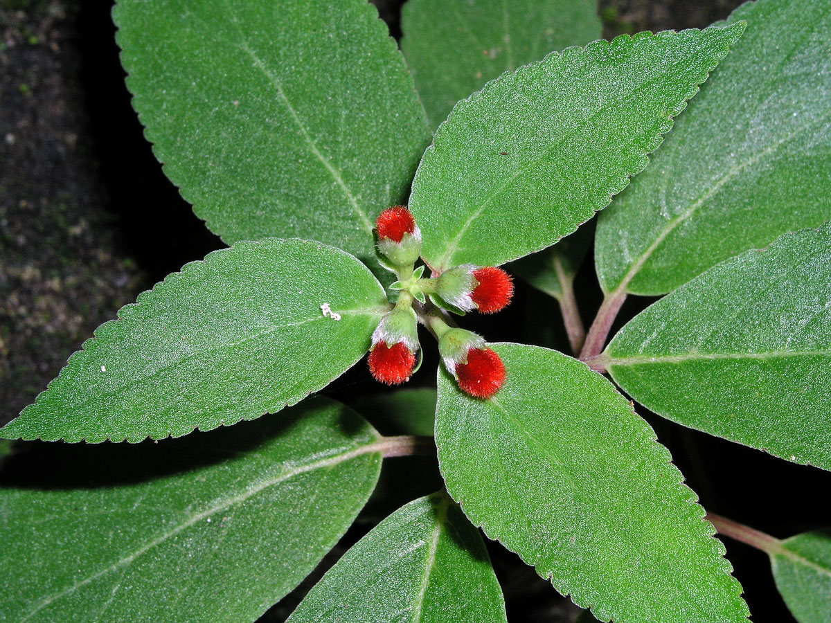 Kohleria hirsuta (Kunth) Regel