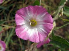 Svlačec rolní (Convolvulus arvensis L.)