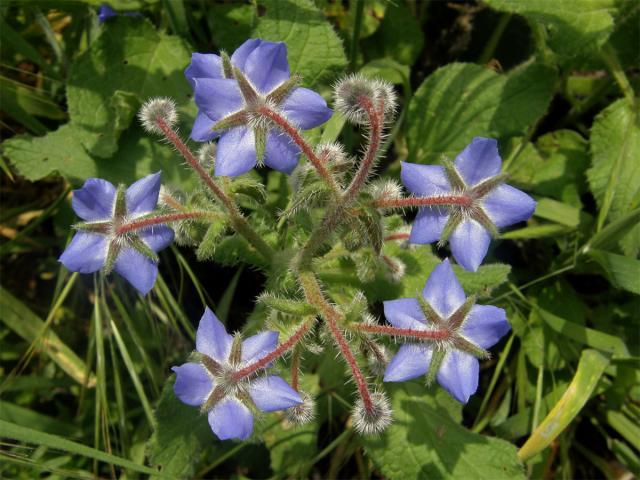 Brutnák lékařský (Borago officinalis L.)