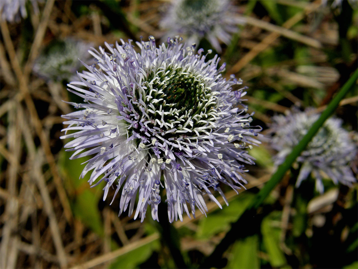 Koulenka prodloužená (Globularia bisnagarica L.)