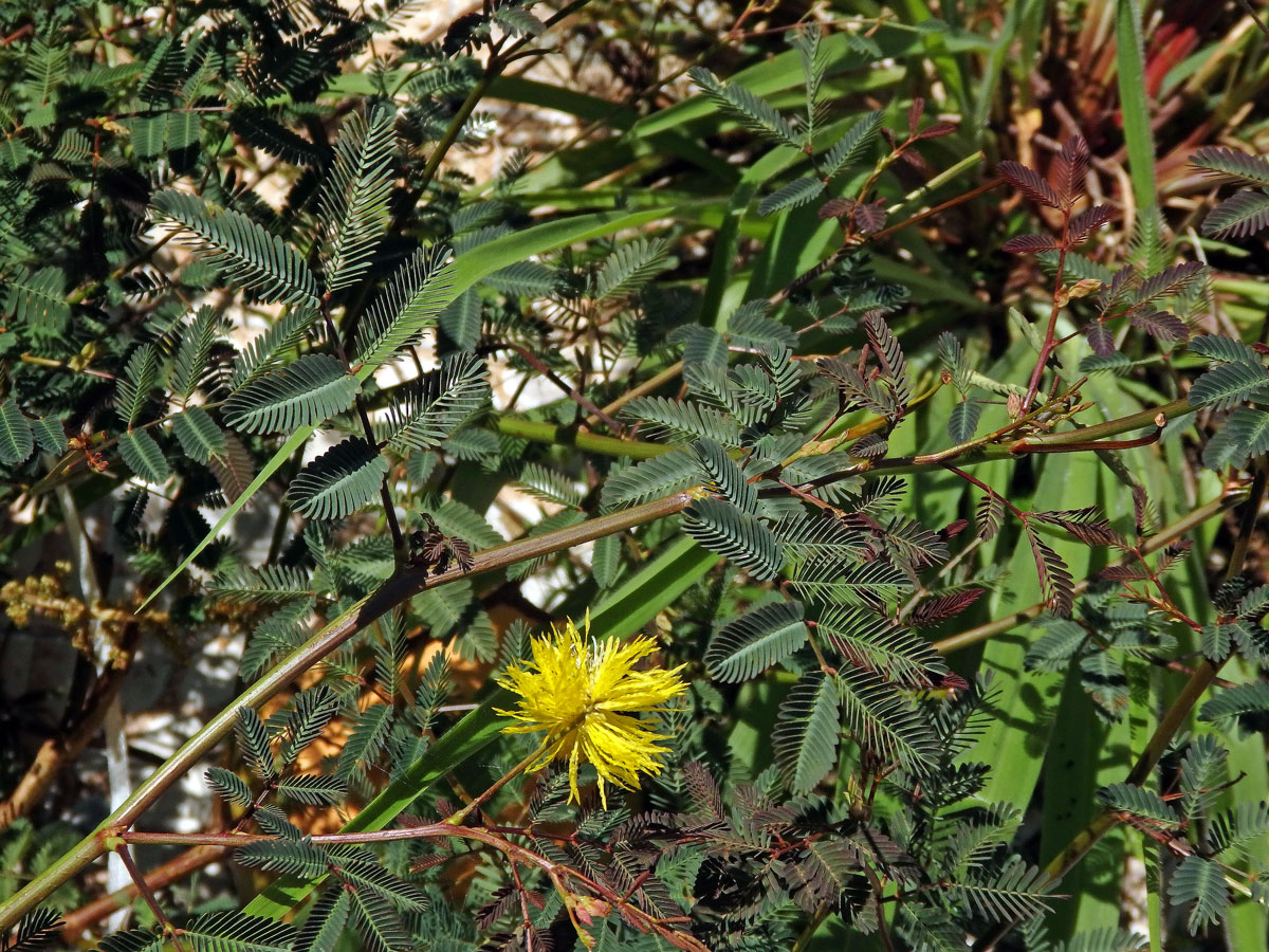 Neptunia plena (L.) Benth.