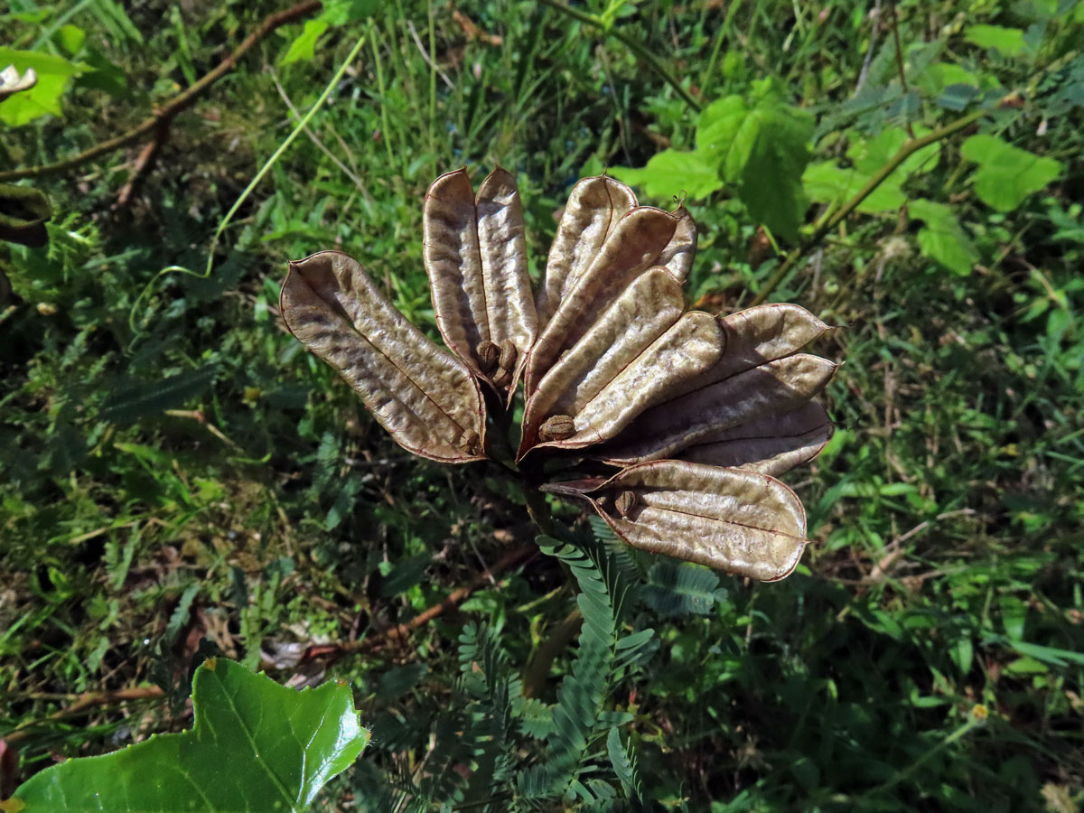 Neptunia plena (L.) Benth.