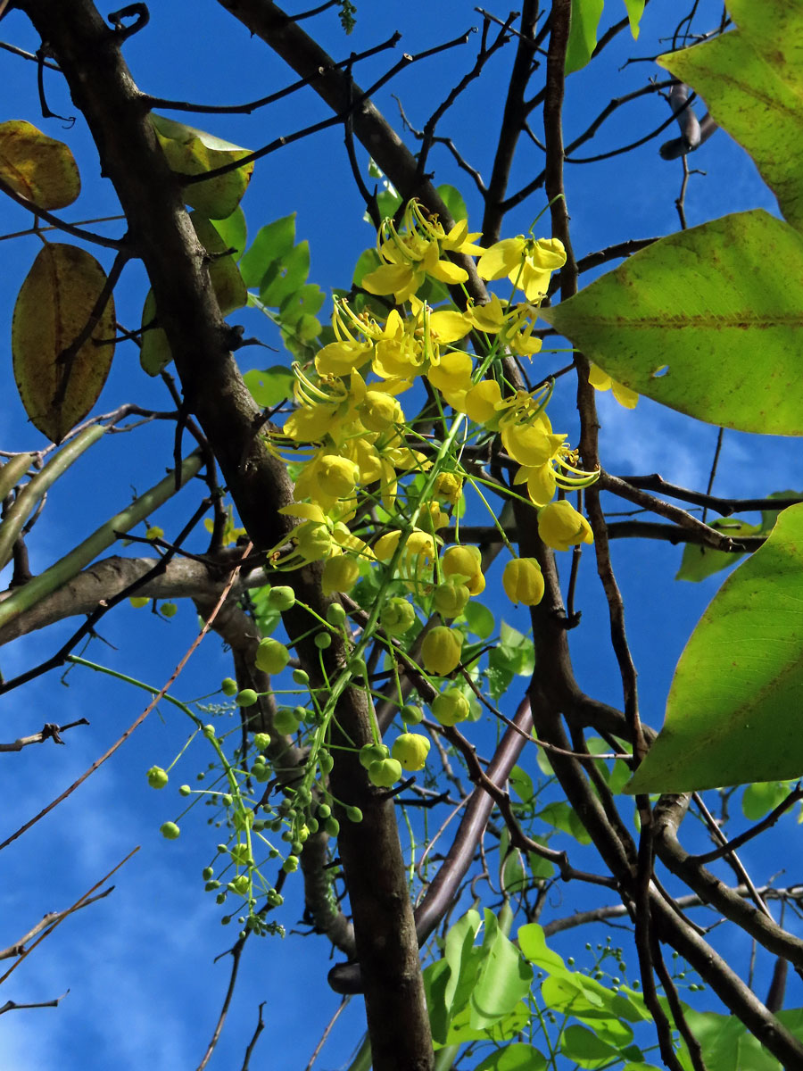 Kasie (Cassia fistula L.)