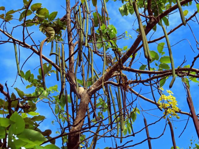 Kasie (Cassia fistula L.)