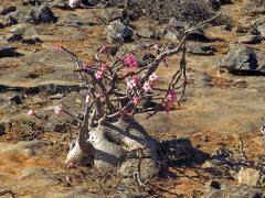 Adenium dhofarense Rzepecky