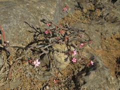 Adenium dhofarense Rzepecky