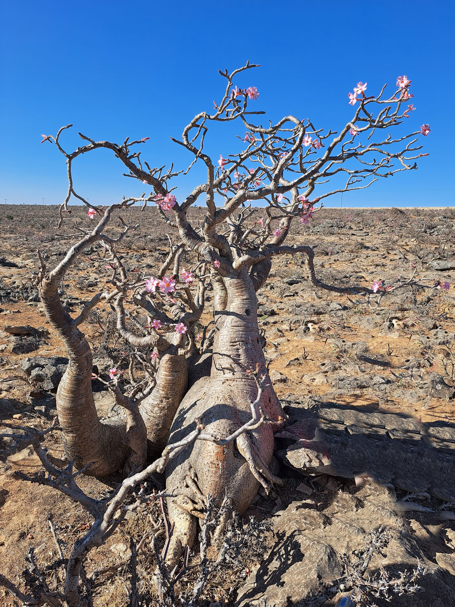 Adenium dhofarense Rzepecky