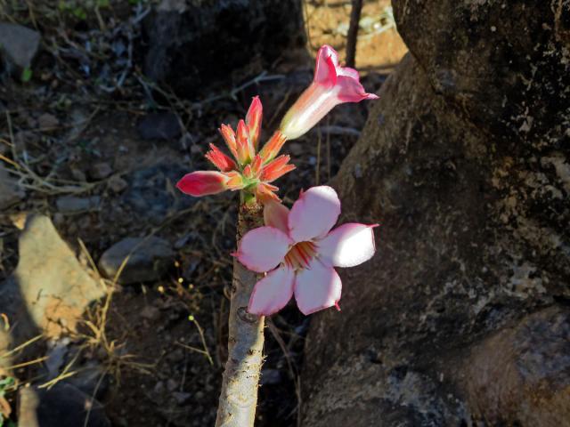 Adenium dhofarense Rzepecky