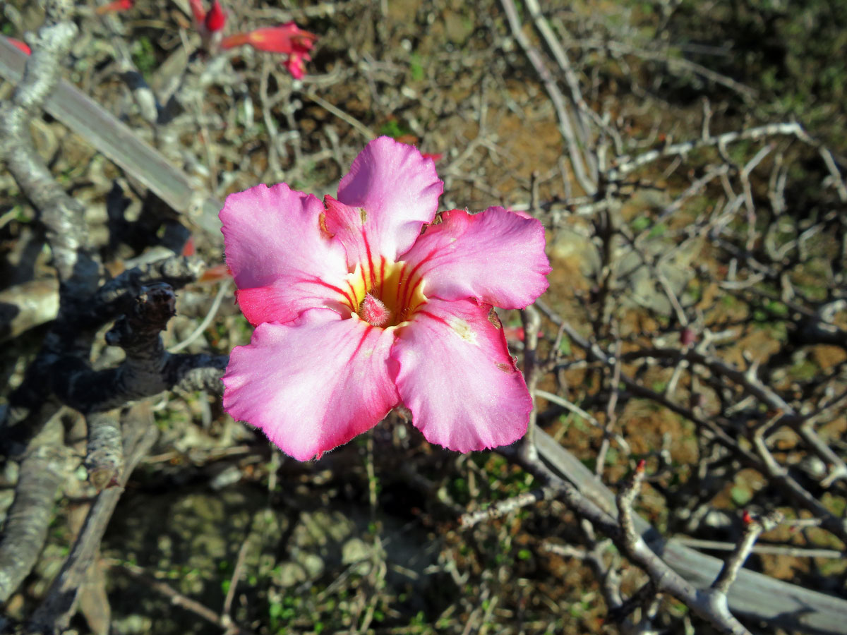 Adenium dhofarense Rzepecky