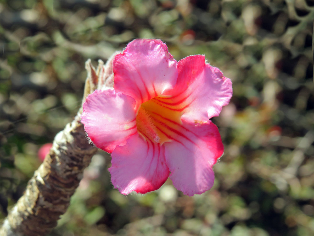 Adenium dhofarense Rzepecky