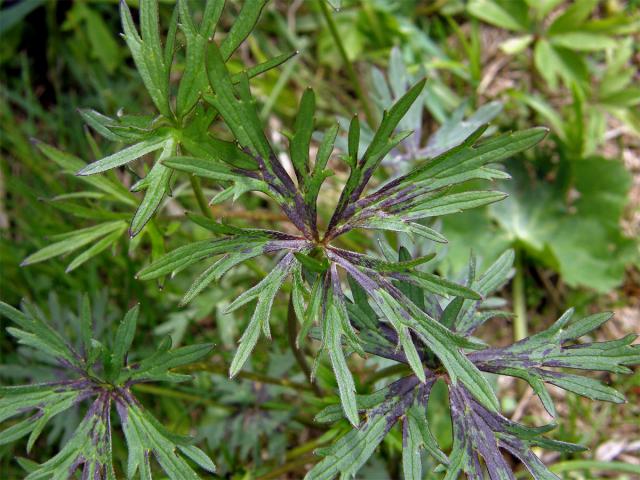 Pryskyřník prudký (Ranunculus acris L.)