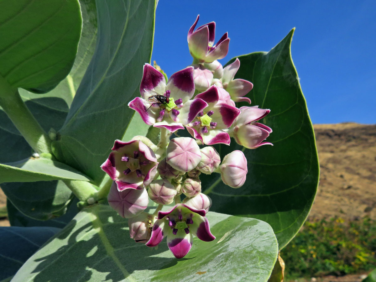 Plchoplod otevřený (Calotropis procera (Aiton) W. T. Aiton)