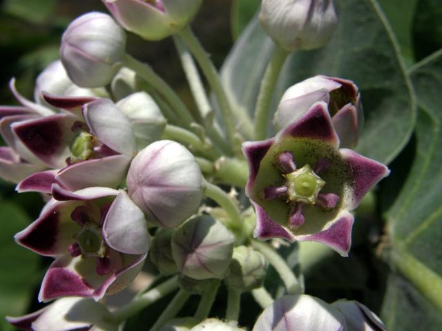 Plchoplod otevřený (Calotropis procera (Aiton) W. T. Aiton)