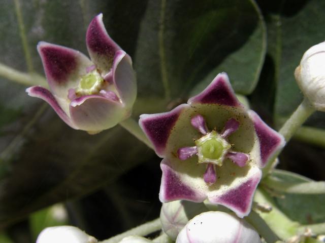 Plchoplod otevřený (Calotropis procera (Aiton) W. T. Aiton)