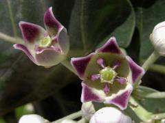 Plchoplod otevřený (Calotropis procera (Aiton) W. T. Aiton)