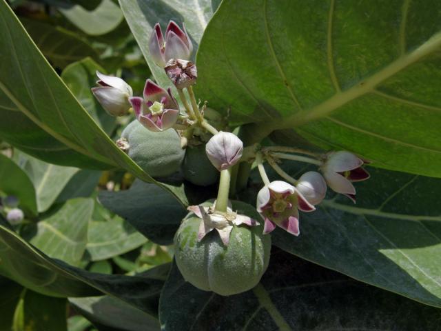 Plchoplod otevřený (Calotropis procera (Aiton) W. T. Aiton)