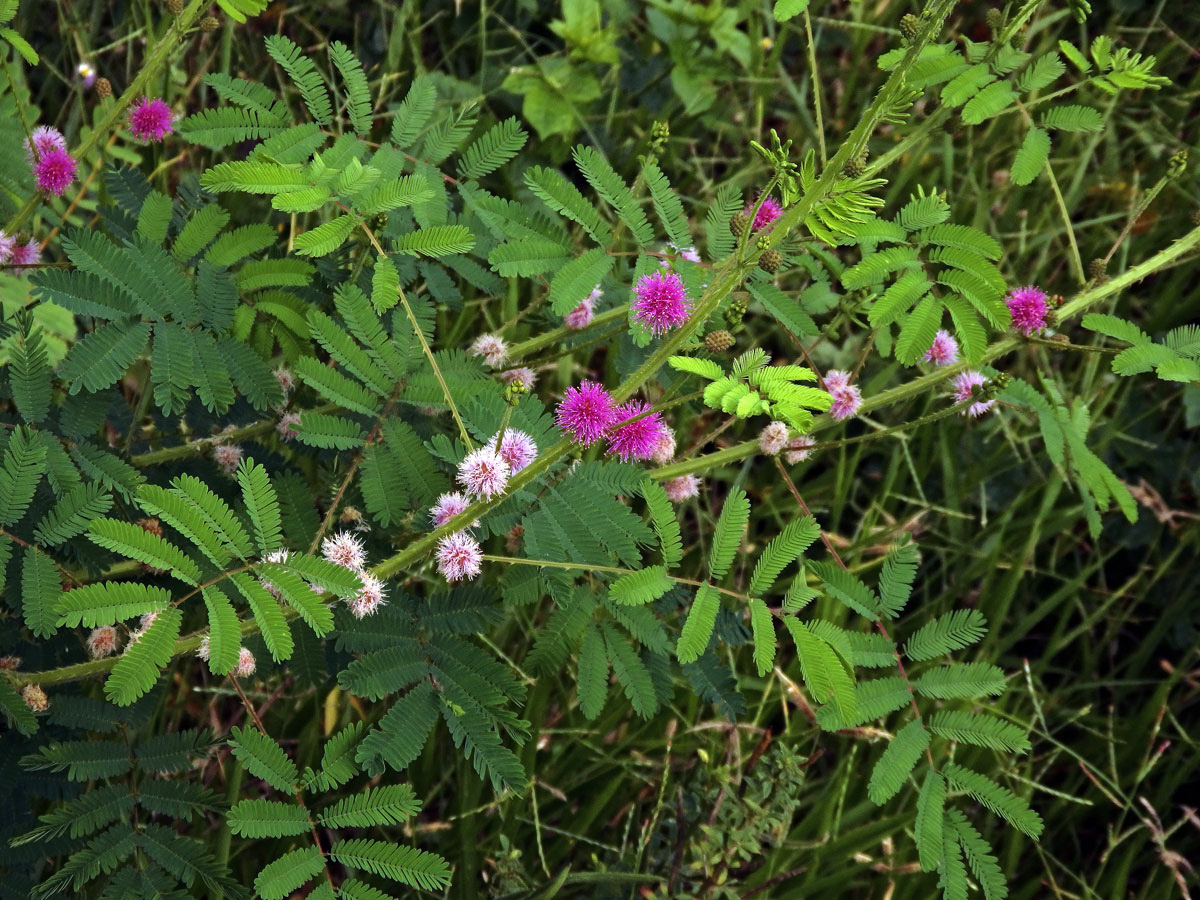 Citlivka (Mimosa diplotricha C. Wright)