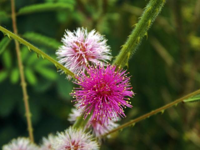 Citlivka (Mimosa diplotricha C. Wright)