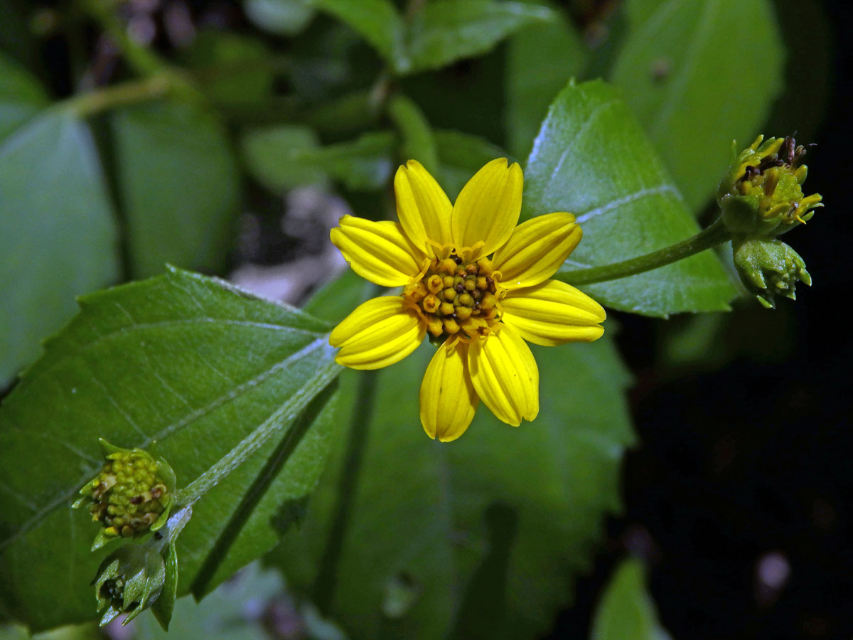 Melanthera biflora (L.) Wild