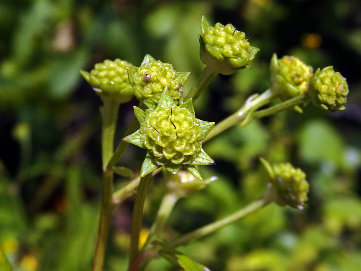 Melanthera biflora (L.) Wild