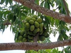 Lejnice (Sterculia foetida L.)