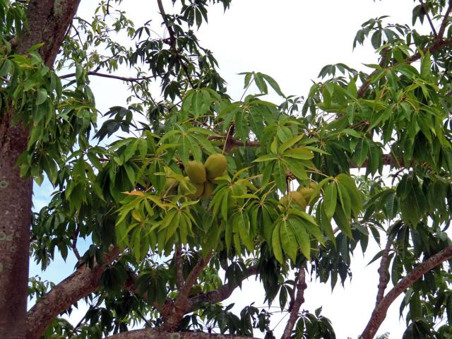 Lejnice (Sterculia foetida L.)