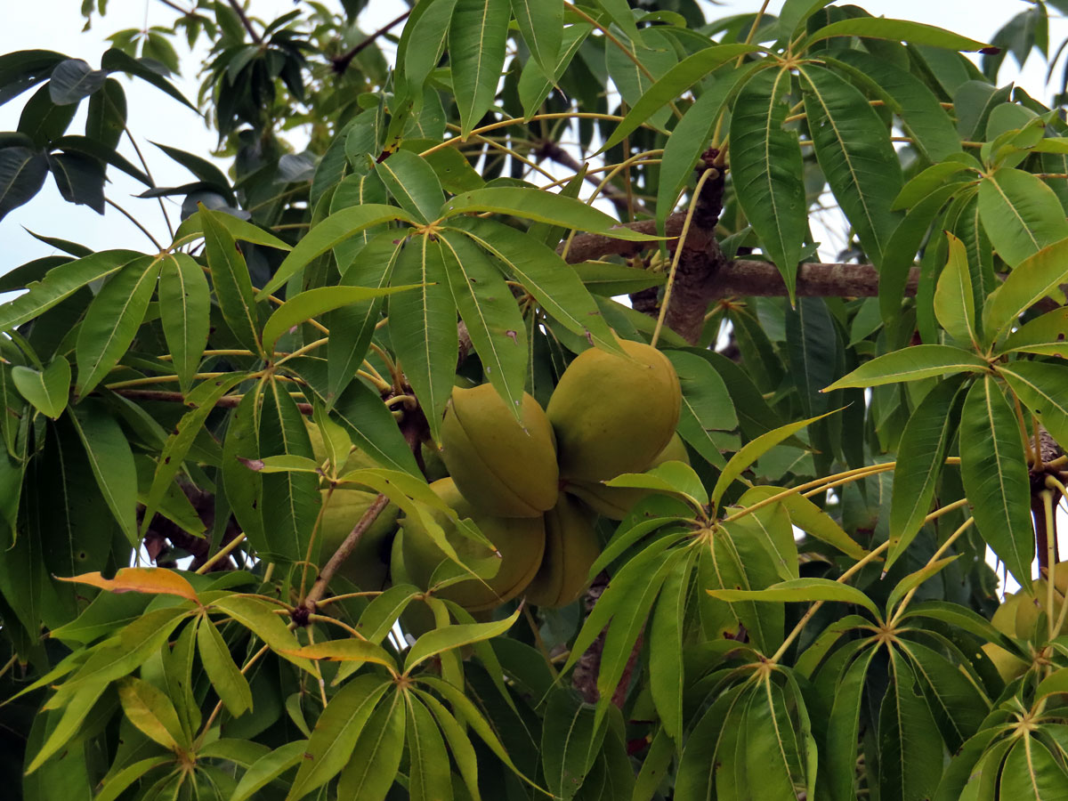 Lejnice (Sterculia foetida L.)