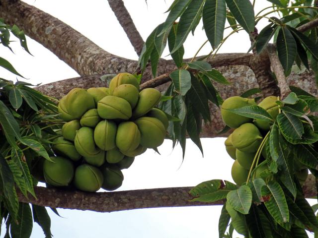 Lejnice (Sterculia foetida L.)