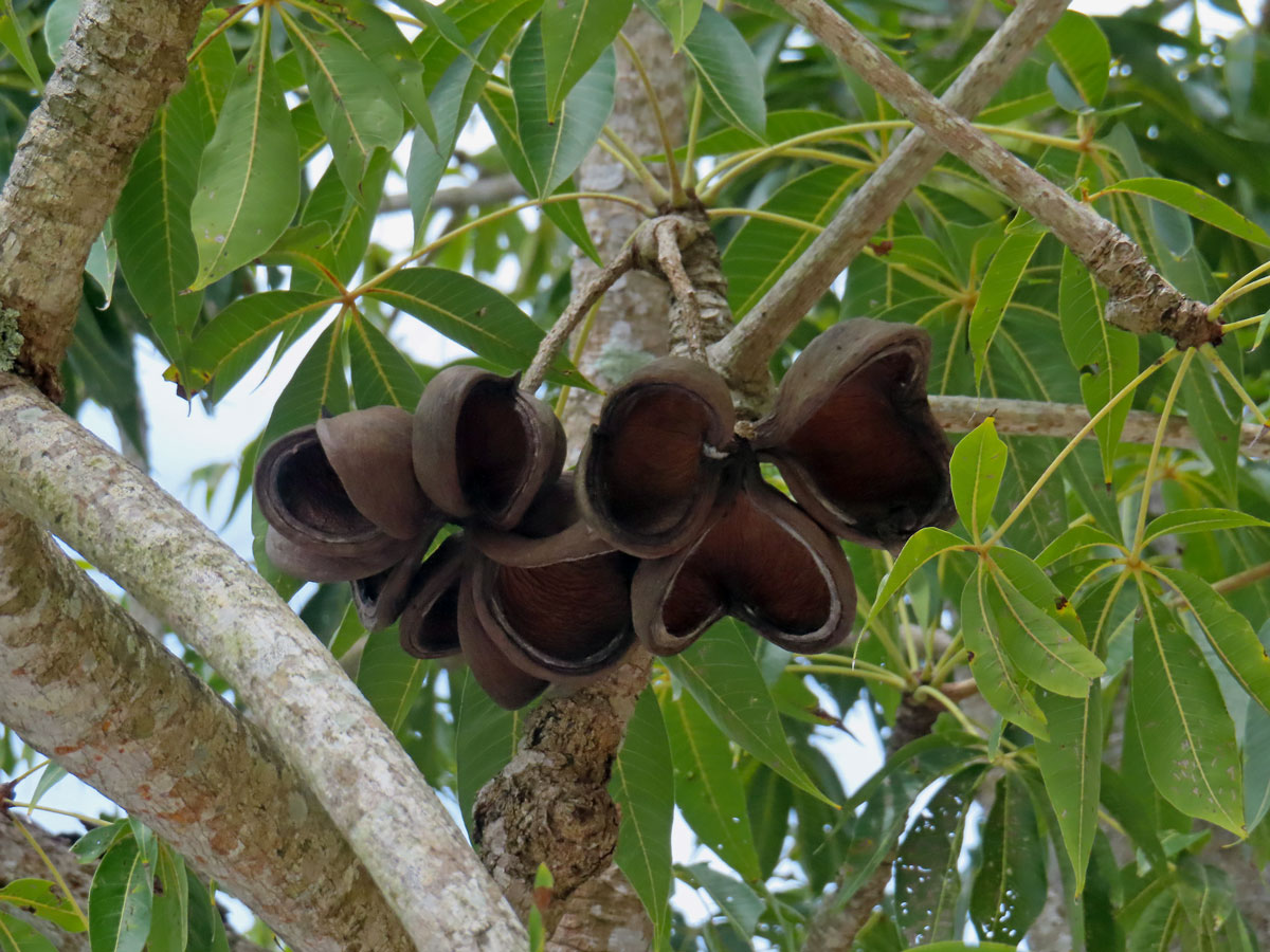 Lejnice (Sterculia foetida L.)