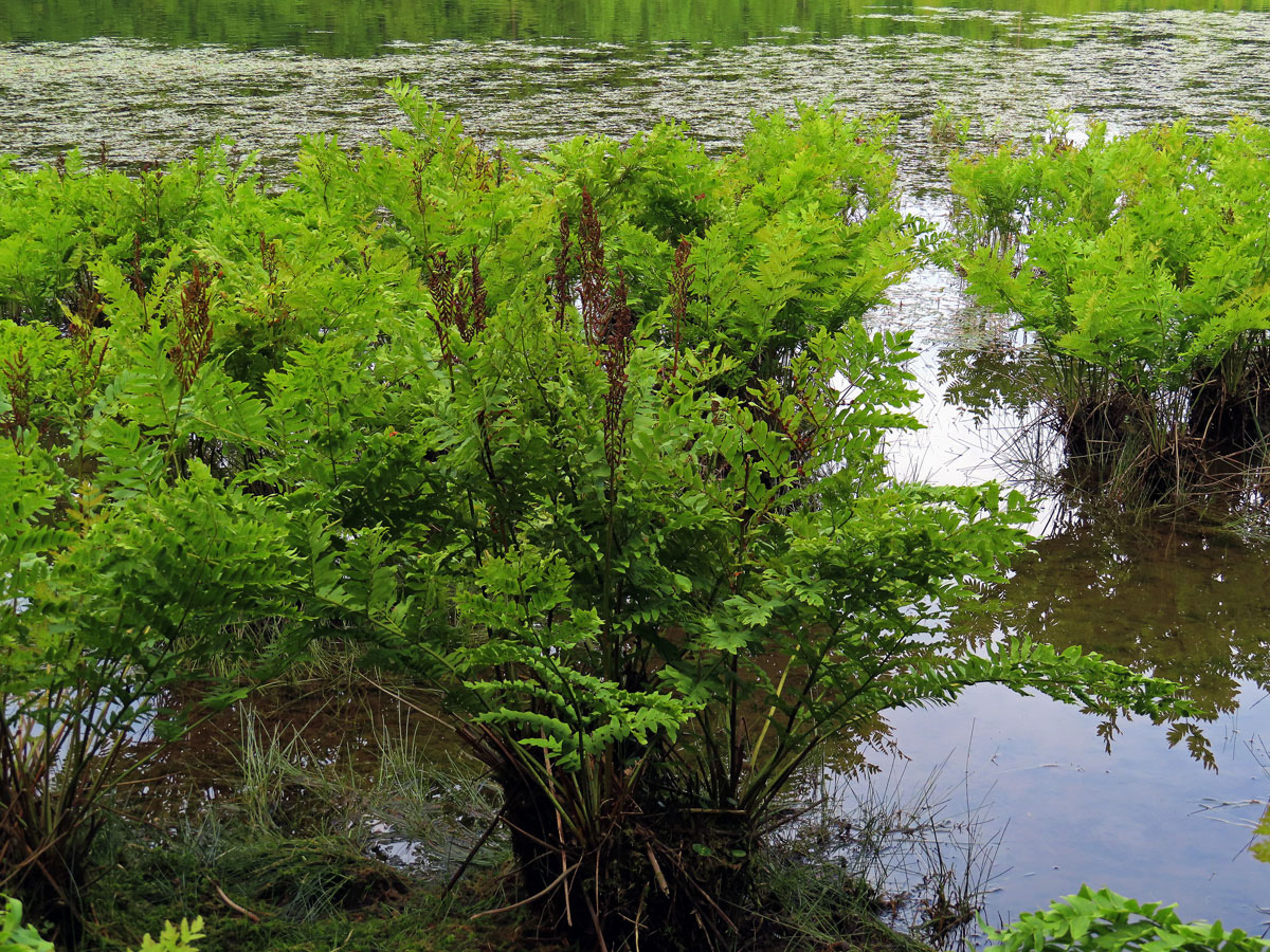 Podezřeň královská (Osmunda regalis L.)