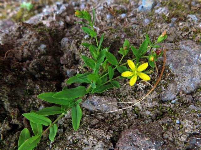 Třezalka rozprostřená (Hypericum humifusum L.)