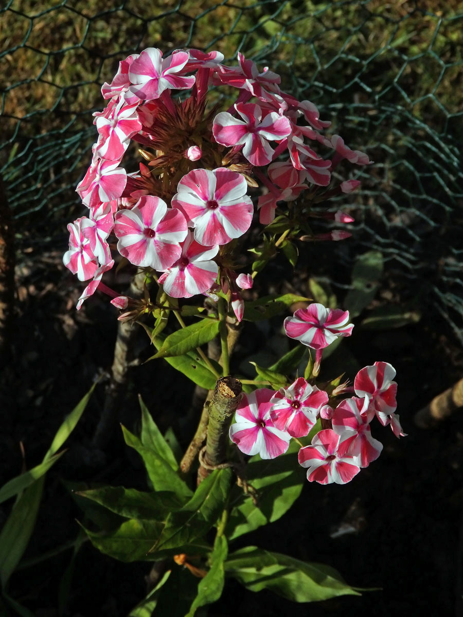 Plemenka latnatá (Phlox paniculata L.)