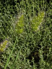 Poháňka ježatá (Cynosurus echinatus)